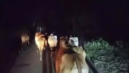जशपुर: जशपुर में ऑपरेशन शंखनाद जारी, 17 गौवंश को मुक्त किया गया, एक फरार तस्कर को गिरफ्तार किया गया