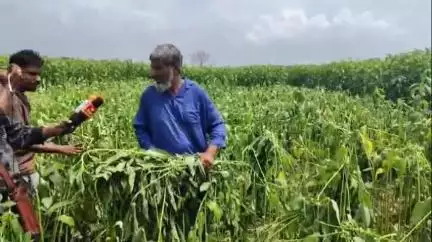 ডোমকল: কুচিয়ামোড়া মোল্লাপাড়া মাঠে পাট কাটাকে কেন্দ্র করে চাঞ্চল্য, অভিযোগ চায়ের দোকানের গন্ডগোল থেকেই শুরু