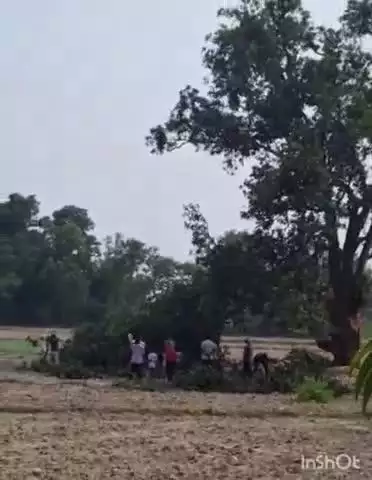 धनघटा: धनघटा तहसील क्षेत्र में हरे पेड़ों की कटाई जोरों पर, जिम्मेदार अधिकारी मौन
