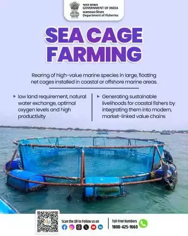 Sea cage farming- Raising top-quality fish in the open ocean, using little land and earning big rewards, while empowering coastal fishers with steady income and better market access. #BlueRevolution #SustainableFishing