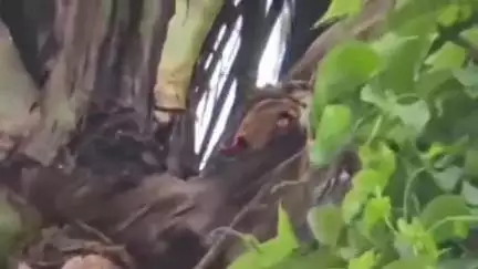 बैरगनियां: भकुरहर वार्ड 17 में नारियल के पेड़ पर गिरी बिजली, पास के घर में हुआ शॉर्ट सर्किट