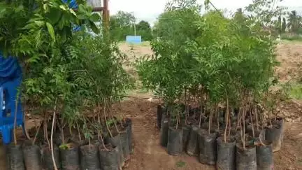 பாலக்கோடு: மேக்லாம்பட்டி ஏரியில் மரக்கன்றுகள் நடும் நிகழ்ச்சி
