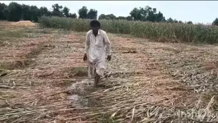 જિલ્લામાં મોડી રાત્રે પડેલા વરસાદમાં બાજરીના પાકને ભારે નુકસાન થતાં ખેડુતોને મુશ્કેલી#jansamsya