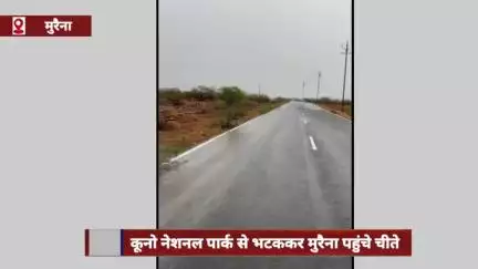 कूनो नेशनल पार्क से भटककर मुरैना पहुंचे पांच चीते, जौरा में सड़क पार करते दिखे