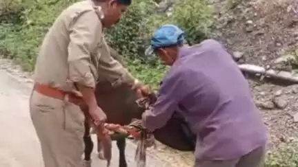 पिथौरागढ़: पिथौरागढ़ पुलिस गोवंश संरक्षण में कर रही है सराहनीय कार्य