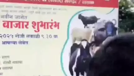 राहुरी: कृषी उत्पन्न बाजार समितीत आजपासून जनावरांच्या बाजार सुरू