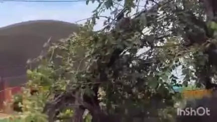 शाजापुर: माँ राजराजेश्वरी मंदिर परिसर में टूटकर गिरी बरगद के पेड़ की शाखा, फूल विक्रेता हुआ घायल