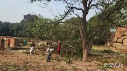 बिजनौर: मंडावर में हरिहर पुलिस चौकी के पीछे आम के हरे वृक्षों को काटने के मामले में तीन के खिलाफ दर्ज हुआ मुकदमा