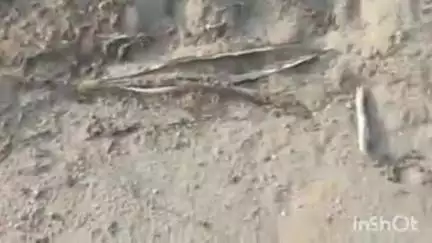 रतनी फरीदपुर: झुनाथी गाँव में बलदइया नदी से बालू माफिया द्वारा प्रतिदिन बालू का उठाव जारी