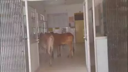 मोठ: चिरगांव सामुदायिक स्वास्थ्य केंद्र बना अन्ना जानवरों का अड्डा, स्वास्थ्य केंद्र में नजर आए गोवंश