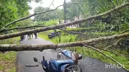 കാഞ്ഞിരപ്പള്ളി: ചെറുവള്ളി എസ്റ്റേറ്റിന് സമീപം ഓടിക്കൊണ്ടിരുന്ന സ്കൂട്ടറിന് മുകളിൽ മരം ഒടിഞ്ഞുവീണ് ഒരാൾ മരിച്ചു
