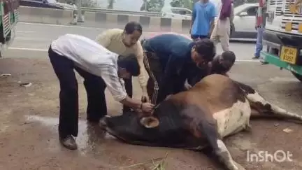 सोलन: कालका शिमला रेलवे ट्रैक पर ट्रेन की टक्कर से आवारा बैल 250 फीट नीचे NH पर गिरा, पशुपालन विभाग की टीम ने किया रेस्क्यू