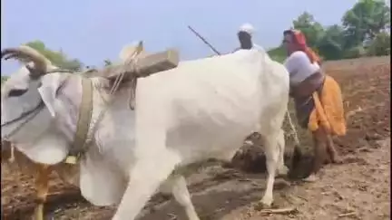 धुळे: "आता तरी कपाशीला योग्य हमीभाव द्या" - आर्णी शिवारातील शेतकऱ्यांची मागणी