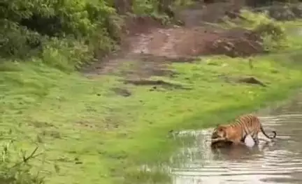 ಗುಂಡ್ಲುಪೇಟೆ: ಬಂಡೀಪುರದಲ್ಲಿ ನೀರು ಕುಡಿಯಲು ಬಂದ ಜಿಂಕೆ ಮೇಲೆ ಹುಲಿ ದಾಳಿ