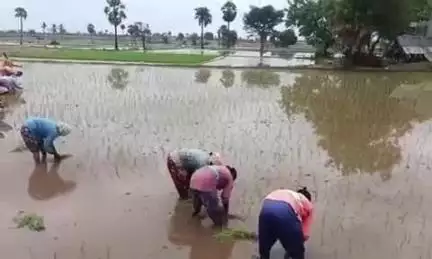 నార్కెట్​పల్లి: నల్లగొండ జిల్లా వ్యాప్తంగా పాటలు పాడుతూ వరి నాట్లు వేస్తున్న కూలీలు