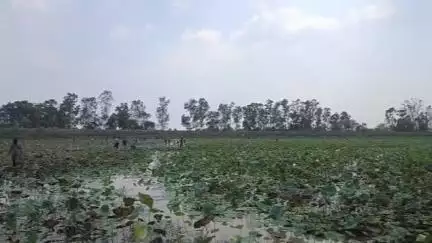 मुंगावली: भुजरियां तालाब पर मछलियों का शिकार, स्मार्ट सिटी के तालाब में पाइप डालने से पानी हुआ कम