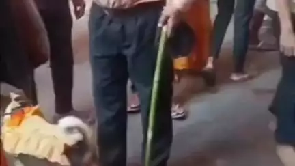 मझगवां: UP के हमीरपुर से कामतानाथ मंदिर दर्शन करने पहुंचा कुत्ते-कुतिया का जोड़ा, सुरक्षा गार्डों ने भगाया, वीडियो वायरल
