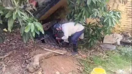 সিউড়ি ১: সিউড়ির নতুন ডাঙ্গাল পাড়াতে ব্যক্তির বাগান থেকে উদ্ধার নির্বিষ দাঁড়াশ সাপ