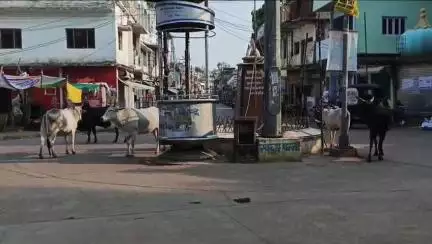 पन्ना: पन्ना शहर की सड़कों पर आवारा गोवंश से जाम और हादसों का खतरा बढ़ा, नगर पालिका बेपरवाह!"#jansamasya