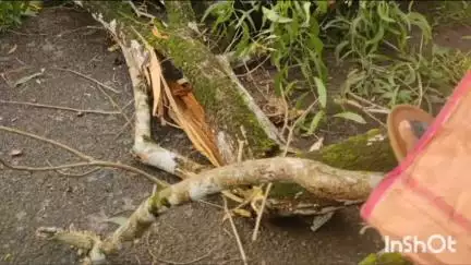 അടൂര്‍: പഴകുളത്ത് ഓടിക്കൊണ്ടിരുന്ന ബൈക്കിന് മുകളിൽ മരം കടപുഴകി വീണ് യുവാവിന് സാരമായി പരിക്കേറ്റു