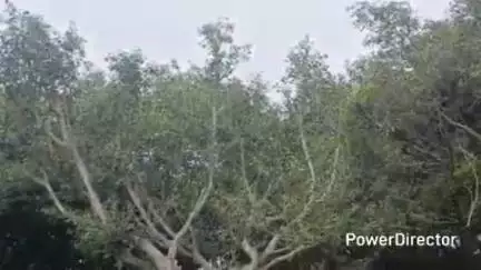 ಗುಂಡ್ಲುಪೇಟೆ: ವೀರನಪುರ ಗ್ರಾಸ್ ಬಳಿಯ ನೂರು ವರ್ಷದ ಹಳೇ ಆಲದ ಮರ ಕತ್ತರಿಸಲು ಪರಿಸರಪ್ರೇಮಿಗಳ ಆಕ್ಷೇಪ
