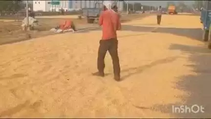 सिकंदराराऊ: सिकंदरा राऊ क्षेत्र से गुजर रहे NH B530 पर मक्का किसानों को मिल रहा फायदा, पूरे हाईवे पर दिखाई देती है मक्का