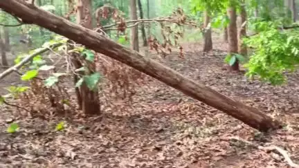 बोडला: सोनवाही के पास हालिया सागौन कटाई नहीं हुई, प्रकाशित समाचार में सत्यता नहीं, जांच में हुआ खुलासा