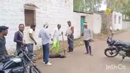 कोलारस: कोलारस में पागल कुत्ते ने 24 घंटे में दो दर्जन लोगों को काटकर किया ज़ख़्मी, नगर परिषद की टीम ने किया रेस्क्यू