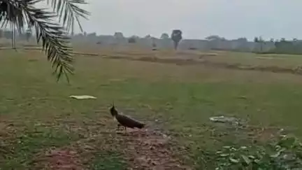 পাড়া: পাড়া থানার কাঁকডিহা ফুটবল মাঠের সামনে ময়ুরী উদ্ধার,বন দফতরের হাতে তুলে দেওয়া হলো