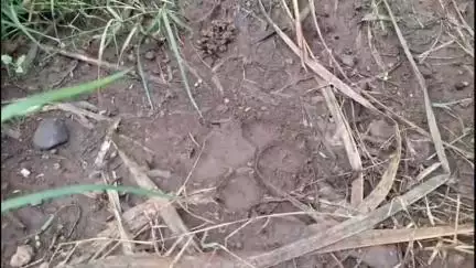 पलूस: आमणापूरमध्ये तरस सदृश प्राण्याचा हल्ला; शेळी व बोकड ठार तर, दोन बोकड जखमी