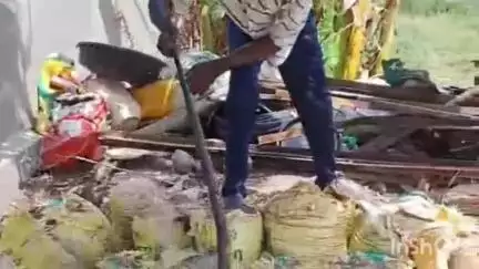 मंदसौर: अरनिया ग्राम में एक घर में निकला ब्लैक कोबरा सांप, सर्प मित्र ने पकड़कर सुरक्षित जंगल में छोड़ा