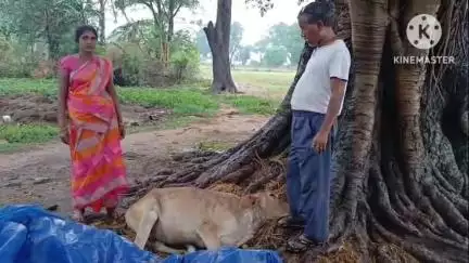 घाघरा: गम्हरिया गांव में वज्रपात से एक मवेशी की मौत, दो घायल