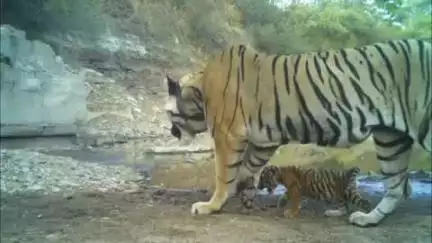 लाडपुरा: मुकन्दरा टाइगर रिजर्व में बाघिन MT 6 ने शावक को दिया जन्म, शावक के साथ कैमरे में कैद हुई तस्वीर