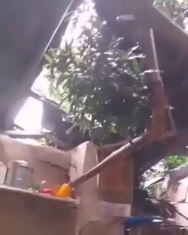 नगरोटा बगवां: उपरली मज़ेठली के वार्ड नंबर 4 में आम का पेड़ गिरने से मकान हुआ क्षतिग्रस्त, करीब ₹2 लाख का नुकसान होने का अनुमान