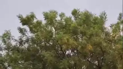 मौदहा: मुस्करा बिजली पावर हाउस में मेन लाइन खराब होने से तीन दर्जन से अधिक गांव प्रभावित