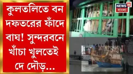 Kultali Tiger Fear : কুলতলিতে বন দফতরের ফাঁদে বাঘ! সুন্দরবনে খাঁচা খুলতেই দে দৌড়...। Bangla News