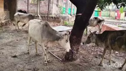 मंझिआंव: मझिआंव में पुलिस ने अवैध गो-तस्करी का भंडाफोड़ किया, 7 गोवंशीय पशु जब्त, दो तस्कर गिरफ्तार