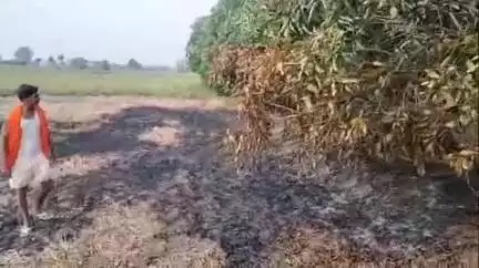 शेखपुरा: जयमंगला गांव में आम से लदे पेड़ में लगाई आग, लाखों का हुआ नुकसान