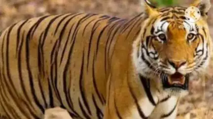 मुरहू: खूंटी और रांची में बाघ की दोबारा मौजूदगी से ग्रामीणों में दहशत