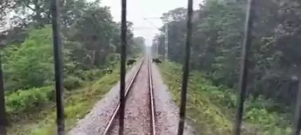 আলিপুরদুয়ার ১: ট্রেন চালকের তৎপরতা বেঁচে গেল বাইসনের পাল জানিয়েছেন আলিপুরদুয়ার রেল দপ্তর
