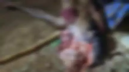 बतौली: बिरिमकेला में हाईवा वाहन की चपेट में आने से 62 वर्षीय बुजुर्ग बसंतलाल की दर्दनाक मौत
