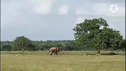ବଡସାହି: କୁରାଢ଼ିକ ଠାରେ ସ୍ପଷ୍ଟ ଦିବାଲୋକରେ ରାସ୍ତା ଉପରେ ବିଚରଣ କରିବା ସହିତ ଆତଙ୍କ ଖେଳାଇଲା ଗୋଠଛଡା ଦନ୍ତାହାତି l