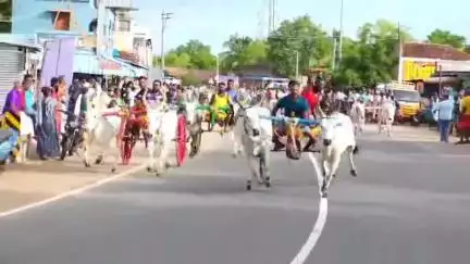 திருப்பத்தூர்: S.S.கோட்டையில் கோயில் புரவி எடுப்பு விழாவை முன்னிட்டு இரட்டை மாட்டுவண்டி எல்கை பந்தயம்
