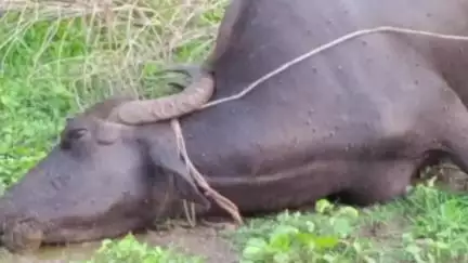 वणी: तुटलेल्या विद्युत तारेचा करंट लागुन दुधाळु म्हशीचा जागीच मृत्यू, माणकी येथील घटना