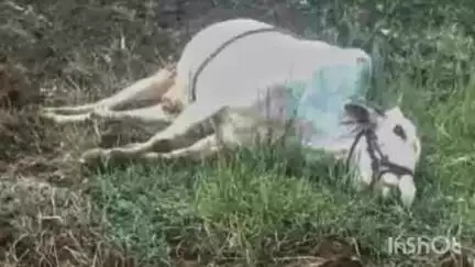 कळंब: विद्युत करंट लागून बैल ठार, डोंगरखड्डा येथील घटना