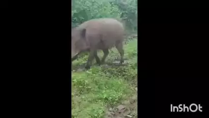 गोंदिया: अस्वलाचे हल्ल्यात महिला जखमी, कामठा बिर्शी येथील घटना
