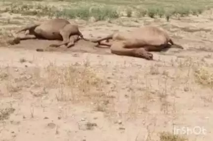 बाली: बाली के मुंडारा में तारों के चपटे में आए दो ऊंटों की करंट लगने से हुई मौत, मामला दर्ज, जांच शुरू
