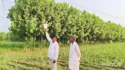 नकुड: सिरसका मे खेतों के ऊपर से गुजर रही एचटी लाइन से किसानों मे बनी हादसे की आशंका, कि कार्रवाई की मांग#Jansamasya
