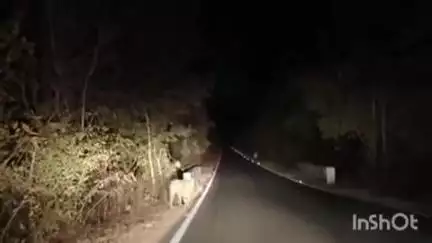 साकोली: सराटी गावात वाघाने भरवस्तीत केला प्रवेश, गावकऱ्यांमध्ये भीतीचे वातावरण,वाघाचा बंदोबस्त करण्याची गावकऱ्यांची मागणी