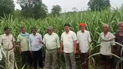 ದಾಂಡೇಲಿ: ಆಲೂರಿನಲ್ಲಿ ಕಾಡಾನೆ ದಾಳಿಯಿಂದ ಬೆಳೆ ಹಾನಿಗೀಡಾದ ಪ್ರದೇಶಕ್ಕೆ ಅರಣ್ಯಾಧಿಕಾರಿಗಳ ಭೇಟಿ, ಗ್ರಾಮಸ್ಥರೊಂದಿಗೆ ಚರ್ಚೆ, ಸೂಕ್ತ ಕ್ರಮದ ಭರವಸೆ